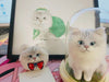 KAG Pet Custom Handmade Pet Portrait Needle Felted Cat Dog Full Body Pet Memorial